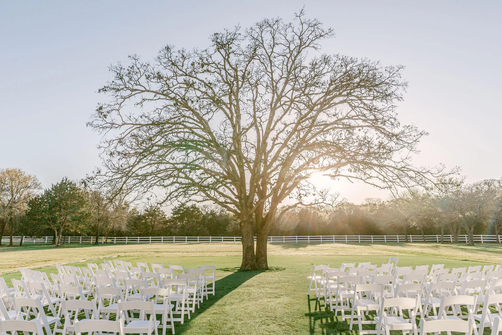 Early-spring ceremony tree before the canopy has filled in.